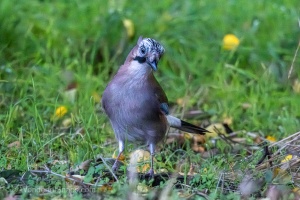 An Eurasian Jay in the Kromeriz Park on a Hunt