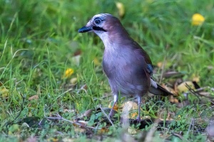 An Eurasian Jay in the Kromeriz Park on a Hunt