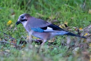 An Eurasian Jay in the Kromeriz Park on a Hunt