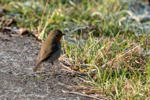 European Robin (Erithacus rubecula) in the winter grass