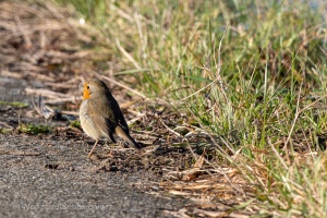 European Robin (Erithacus rubecula) in the winter grass