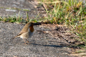 European Robin (Erithacus rubecula) in the winter grass