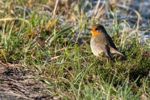 European Robin (Erithacus rubecula) in the winter grass