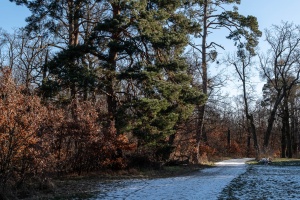 Winter Stillness at the Temple of Diana
