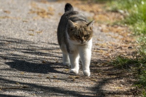 Curious Cat Wandering Through Spring Park