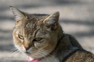 Curious Cat Wandering Through Spring Park