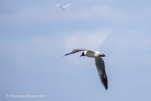 Mallards and Black-headed Gull at Jaroslavice Ponds
