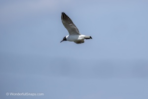 Mallards and Black-headed Gull at Jaroslavice Ponds