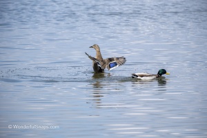 Mallards and Black-headed Gull at Jaroslavice Ponds