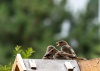 Sparrows in my garden