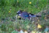 An Eurasian Jay in the Kromeriz Park on a Hunt