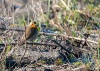 European Robin (Erithacus rubecula) in the winter grass