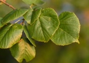 Leaves in detail